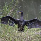 Cormorant Spread